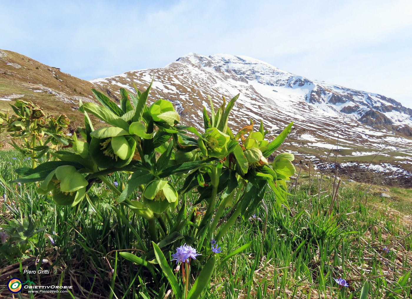 22 Helleborus viridis (Elleboro verde) con vista in Arera.JPG